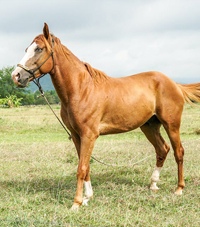 Horse with link to equine kits webpage