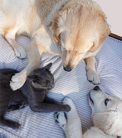Cat and dogs with link to Pet Kit webpage